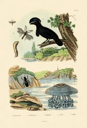 Grondin volant, 1833-39